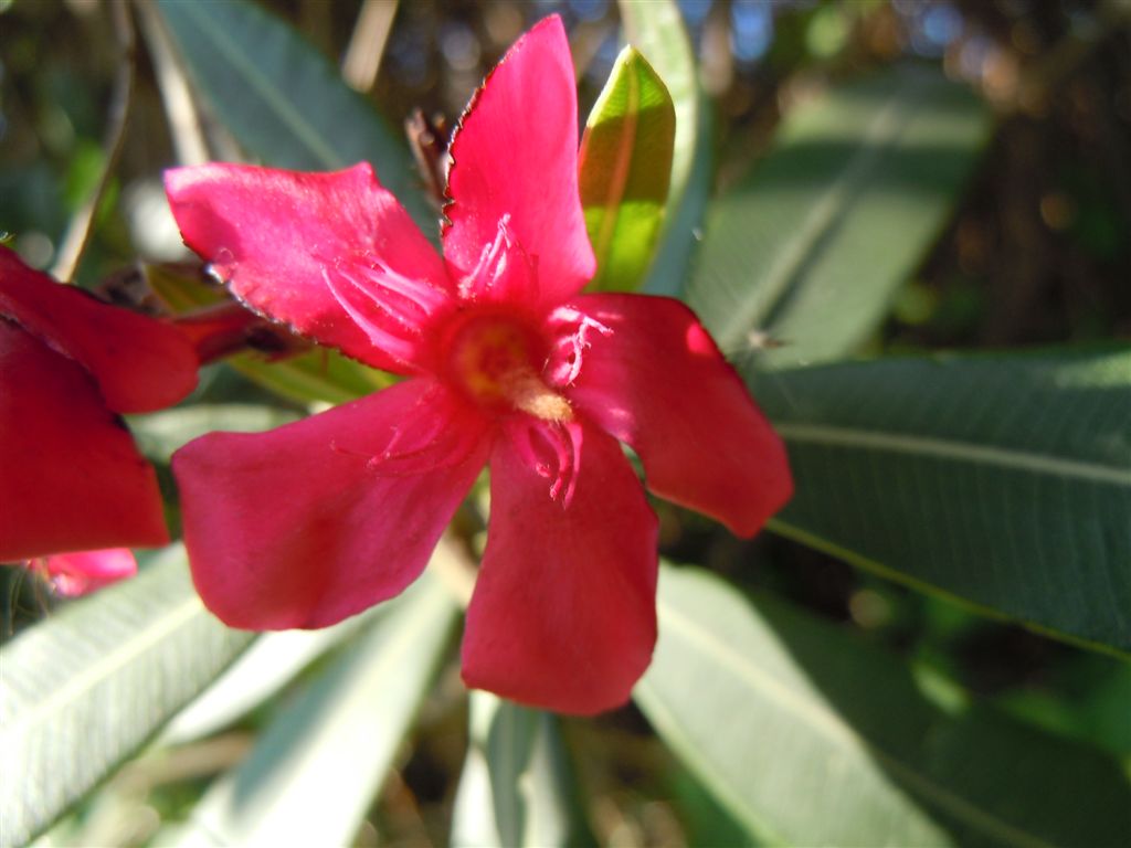 Nerium oleander / Oleandro